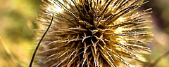 Teasel 4