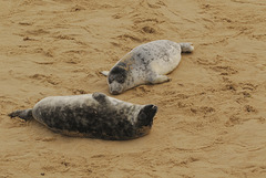 GreySealPups1084