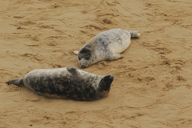 GreySealPups1084