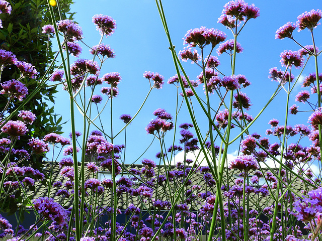 Verbena (Iron Hart)