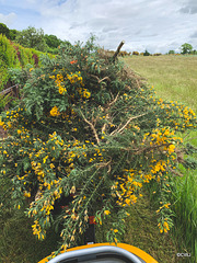 Trailer load of gorse removed!