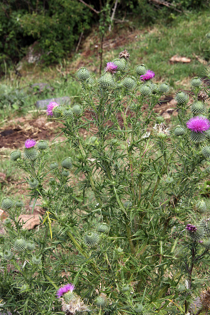 Thistle