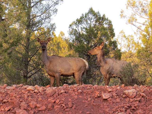 Elk Crossing