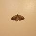 B&M - Dingy shell moth