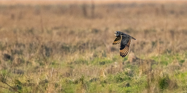 Short eared owl