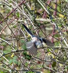 Long tailed tit