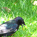 Starling.