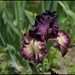 Iris Epicenter