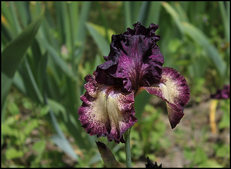Iris Epicenter