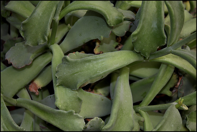 Cotyledon orbiculata flanaganii 'Octopus' (1)