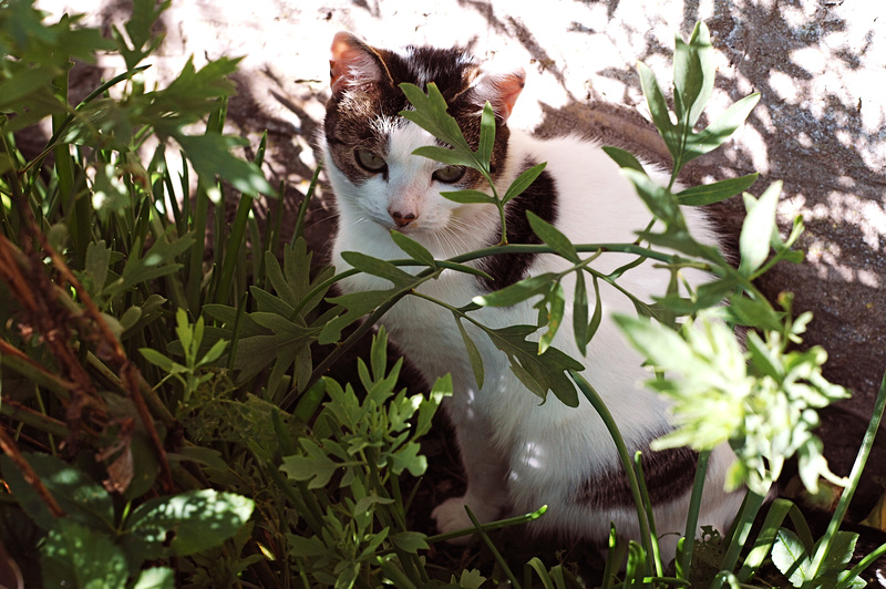 Lacock Abbey Cat