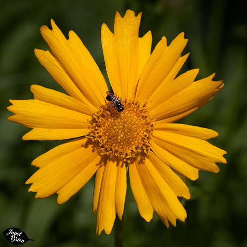 212/366: Sunny with Black Wasp