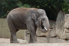 Jungelefant Gandhi (Zoo Heidelberg)