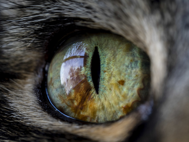 Cat's Eye