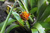 Papillote Tropical Gardens
