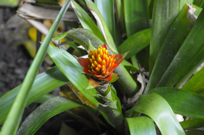 Papillote Tropical Gardens
