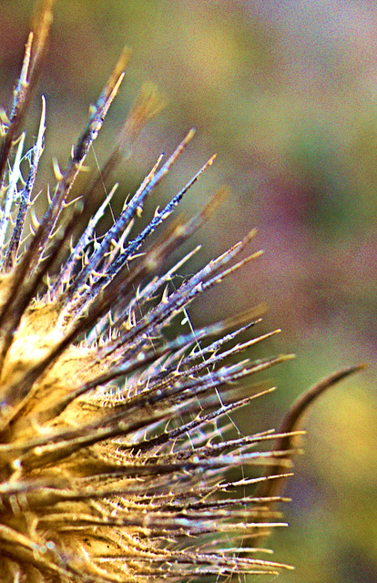 Teasel 3