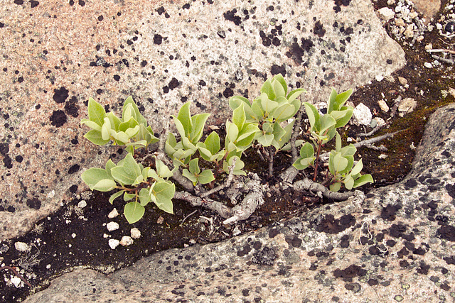 Tiny shrub growing in a crack