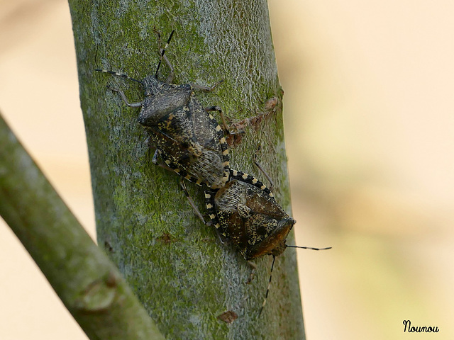 punaise des bois