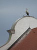 der Storch ist da