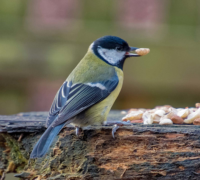 Great tit3