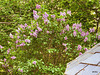 Lilac in bloom