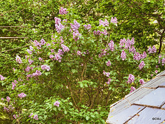 Lilac in bloom