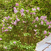 Lilac in bloom