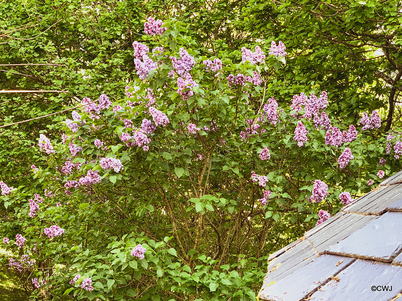 Lilac in bloom