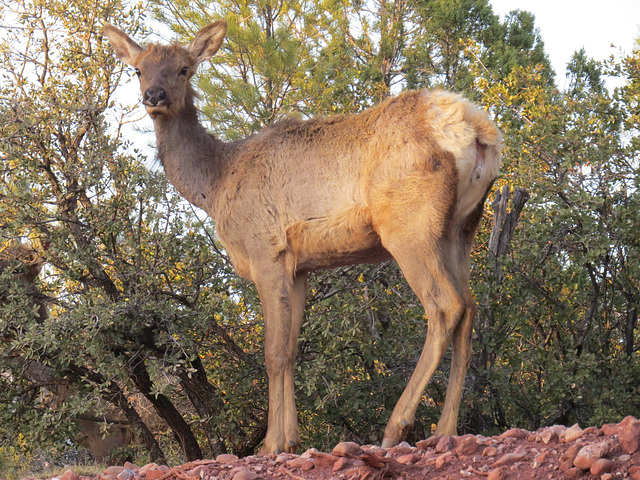 Elk Crossing