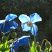 Himalayan Poppy