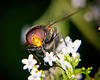 Die Gemeine Waldschwebfliege (Volucella pellucens) hat sich sehen lassen :))  The common forest hoverfly (Volucella pellucens) has made an appearance :))  La mouche sylvestre commune (Volucella pellucens) a fait son apparition :))