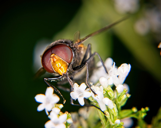 Die Gemeine Waldschwebfliege (Volucella pellucens) hat sich sehen lassen :))  The common forest hoverfly (Volucella pellucens) has made an appearance :))  La mouche sylvestre commune (Volucella pelluc