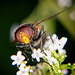 Die Gemeine Waldschwebfliege (Volucella pellucens) hat sich sehen lassen :))  The common forest hoverfly (Volucella pellucens) has made an appearance :))  La mouche sylvestre commune (Volucella pellucens) a fait son apparition :))