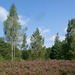 Kleinmachnower Heide