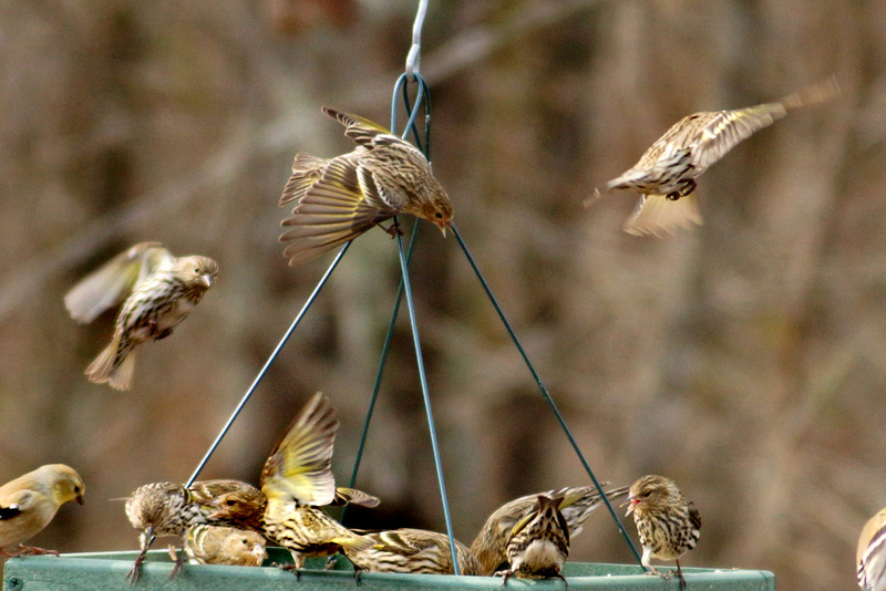 Frenzied Feeding