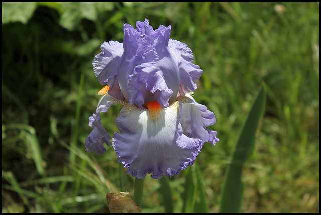 Iris Grecian Skies (3)