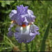 Iris Grecian Skies (3)