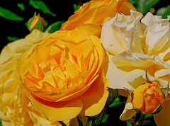 Yellow. Yellow roses
