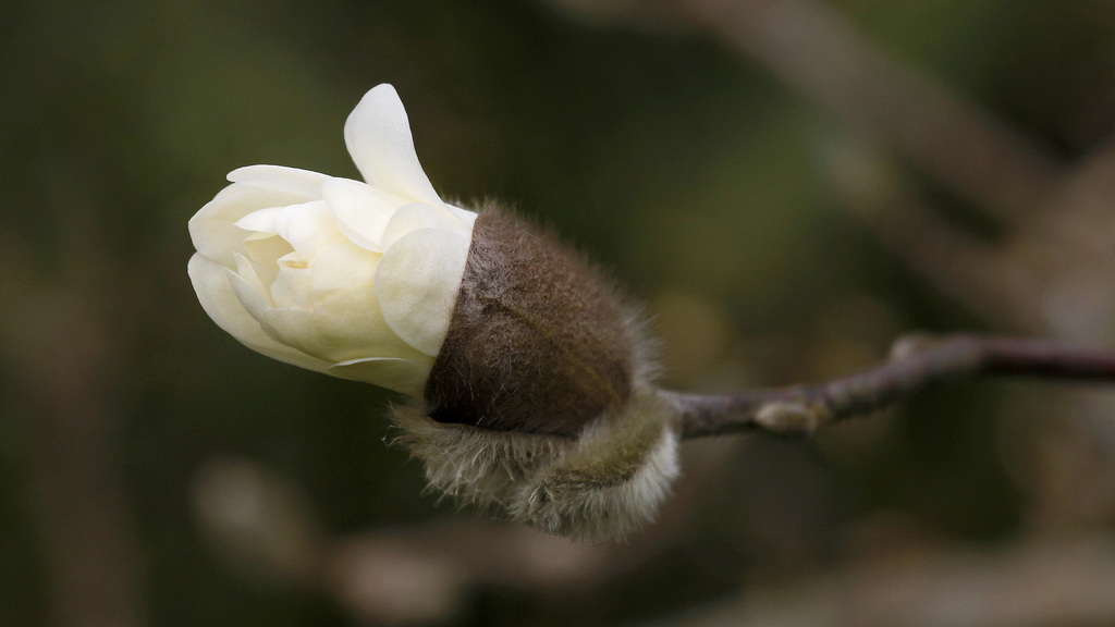 Bouton de magnolia stellata