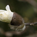 Bouton de magnolia stellata