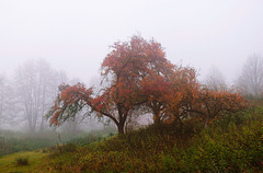 Herbst / Autumn