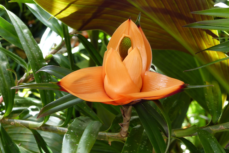 Papillote Tropical Gardens