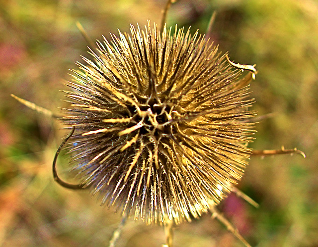 Teasel 2