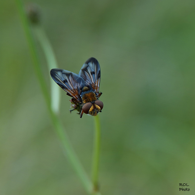 Et encore une belle bleue..!