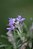 DSCF2732
