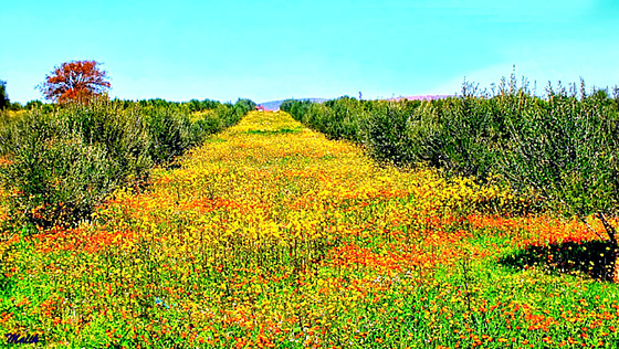 Perspective florale....