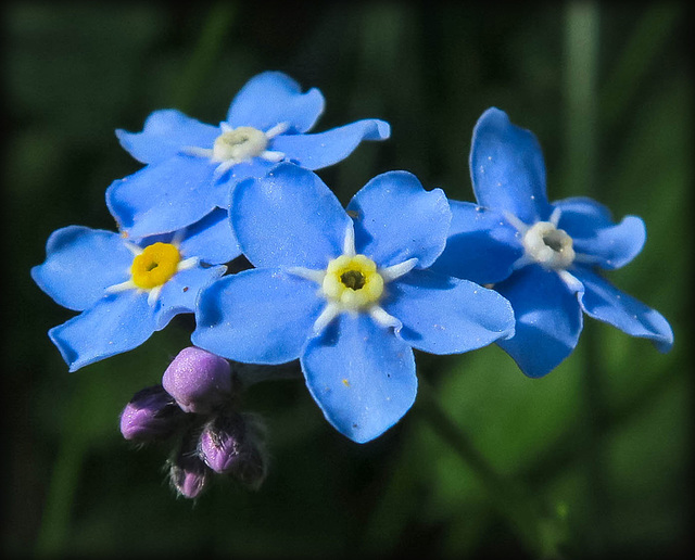 forget-me-nots