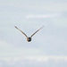 Short eared owl