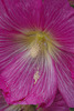 hollyhock and pollen